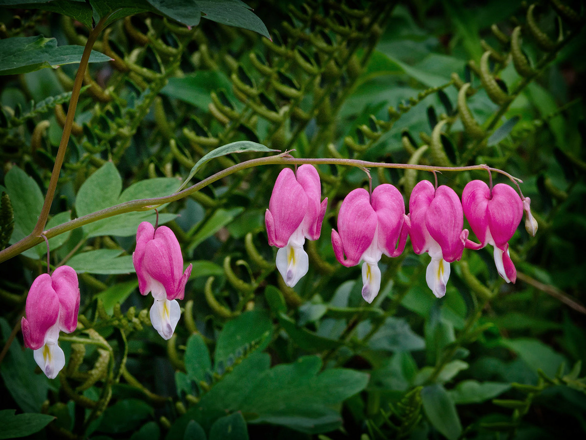Flowers Home Garden WNC native flowers