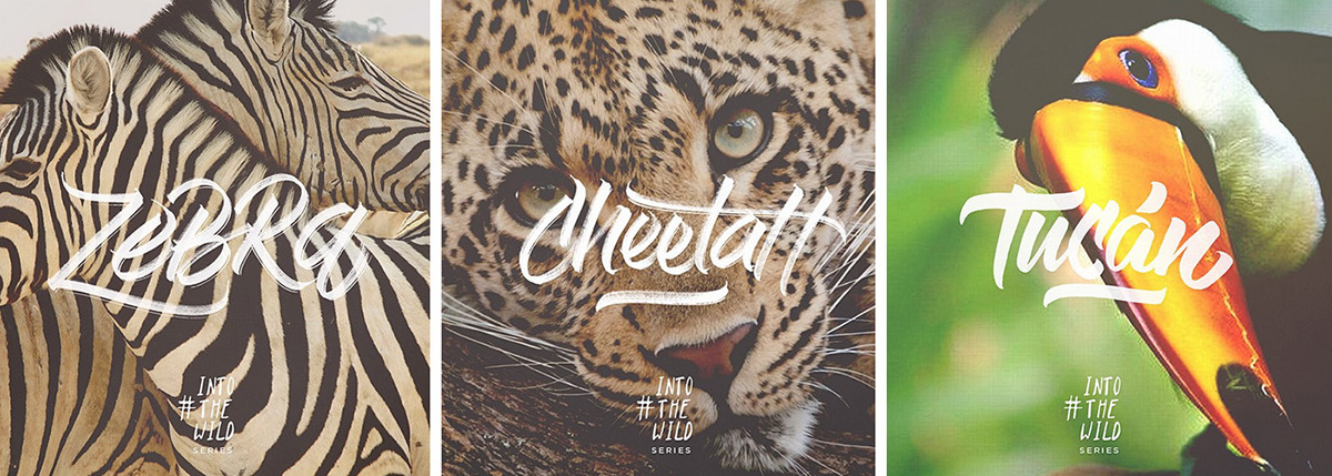 lettering brushpen caligrafia designer logodesigner animals intothewild wild Nature tipografia Guadalajara Handlettering
