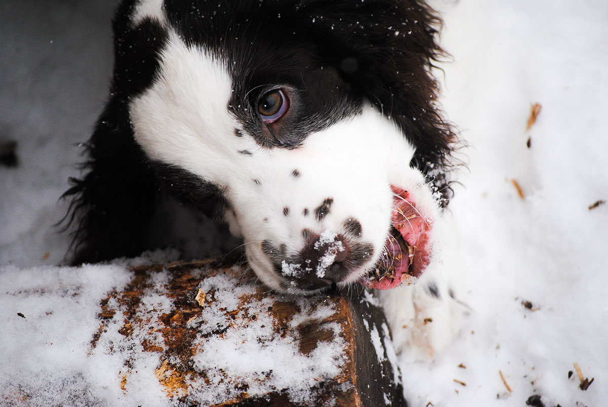 snow dog puppy snowfall snowflake