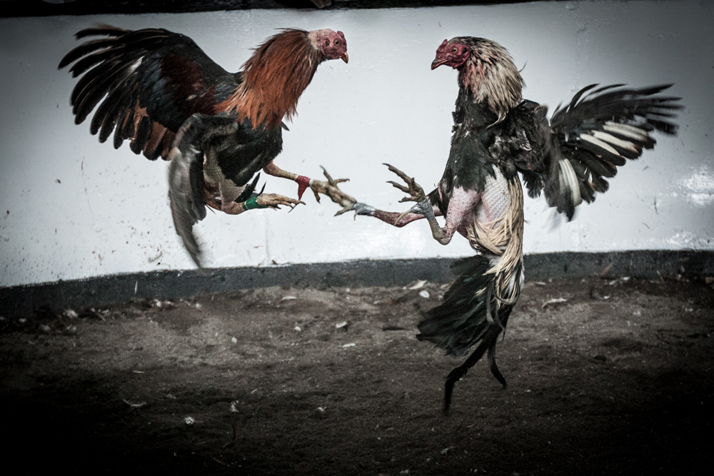 Adobe Portfolio cockfighting chile gallos