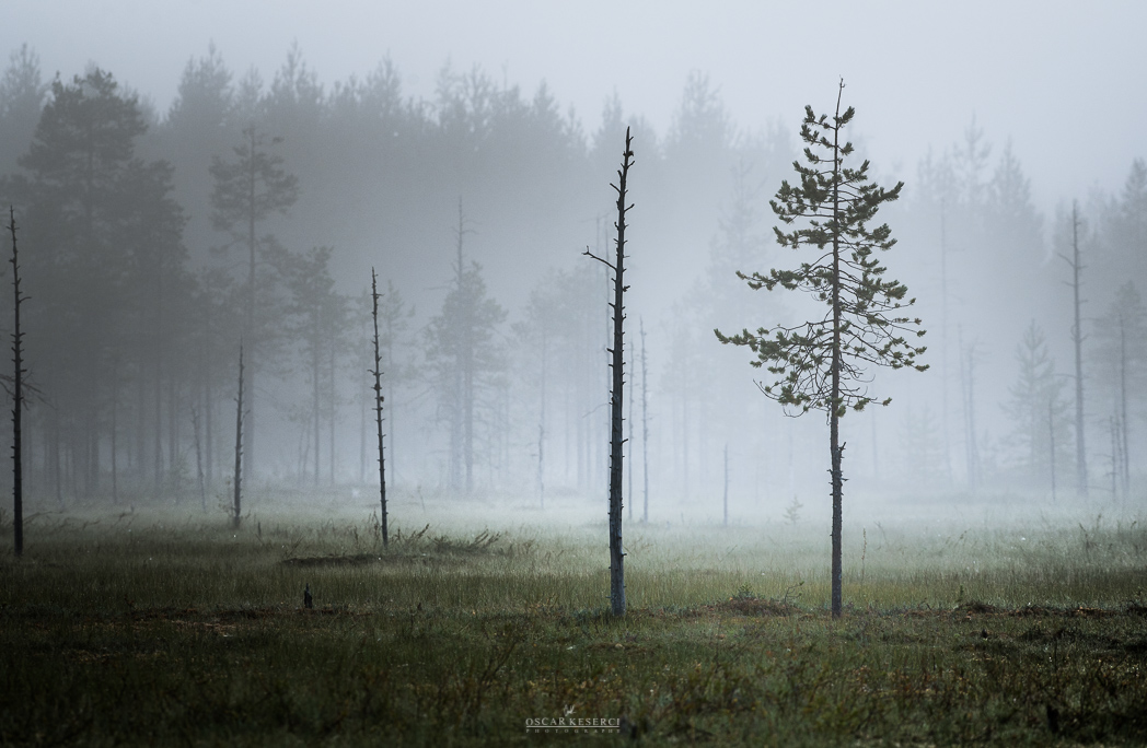 atmosphere fog foggy landscapes finland Coast forest oscar keserci Scandinavia Nikon seascapes mist