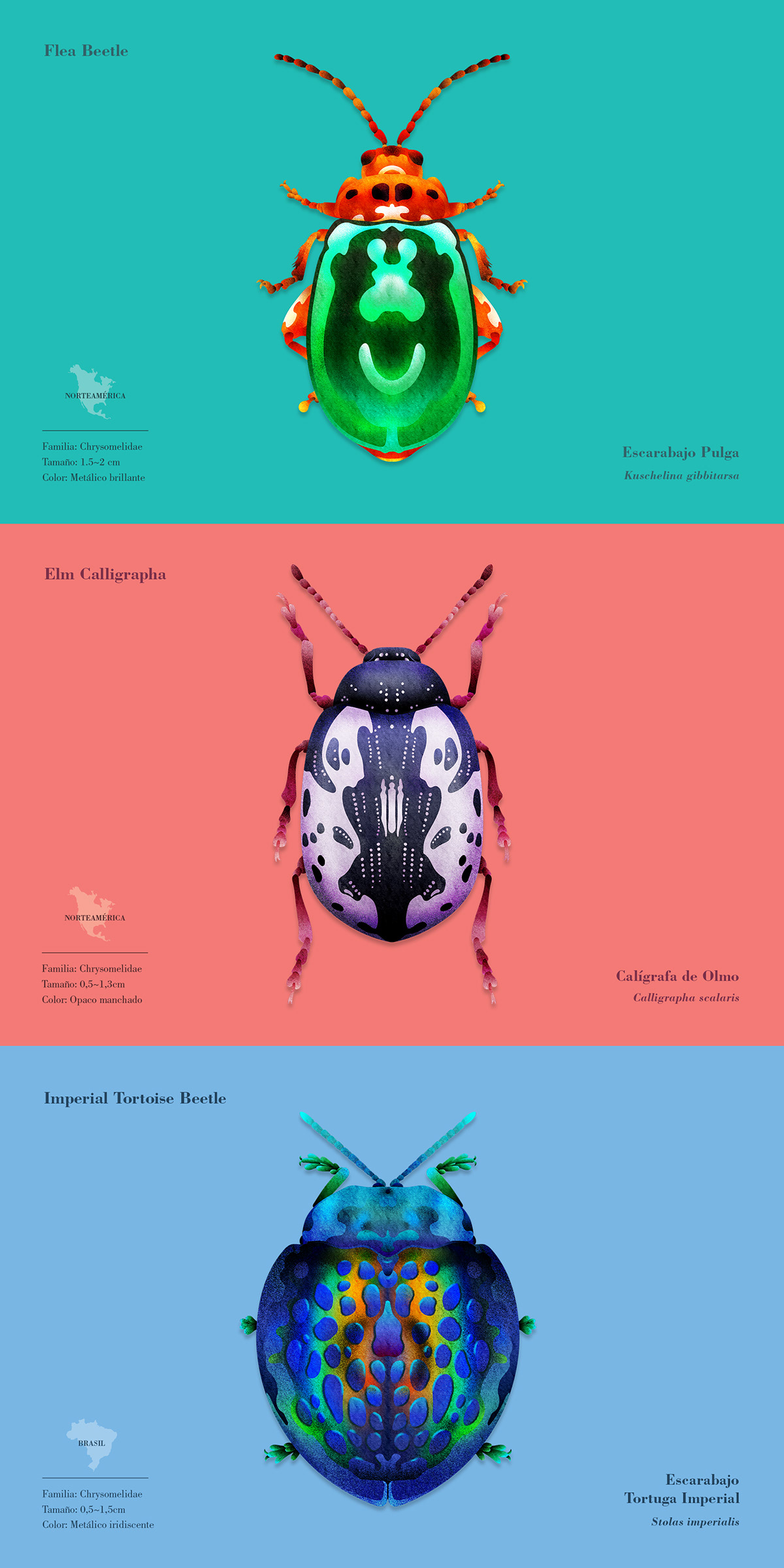 beetle bug calendar color editorial gradient graphic ILLUSTRATION  insect texture