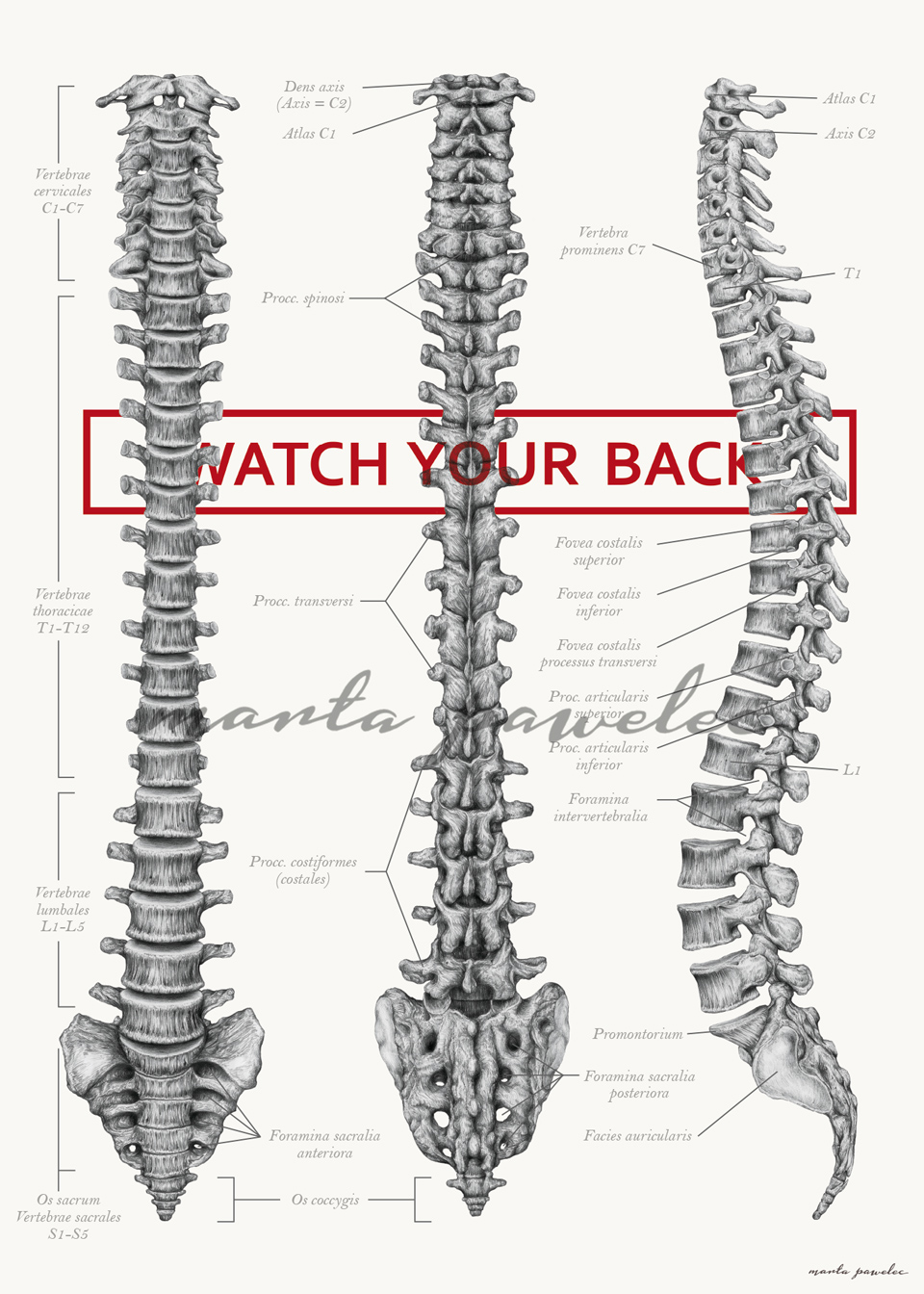 medical anatomy ILLUSTRATION  poster Anatomy Poster medicine medical illustration skull heart bones