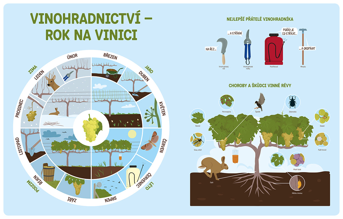 wine infographic