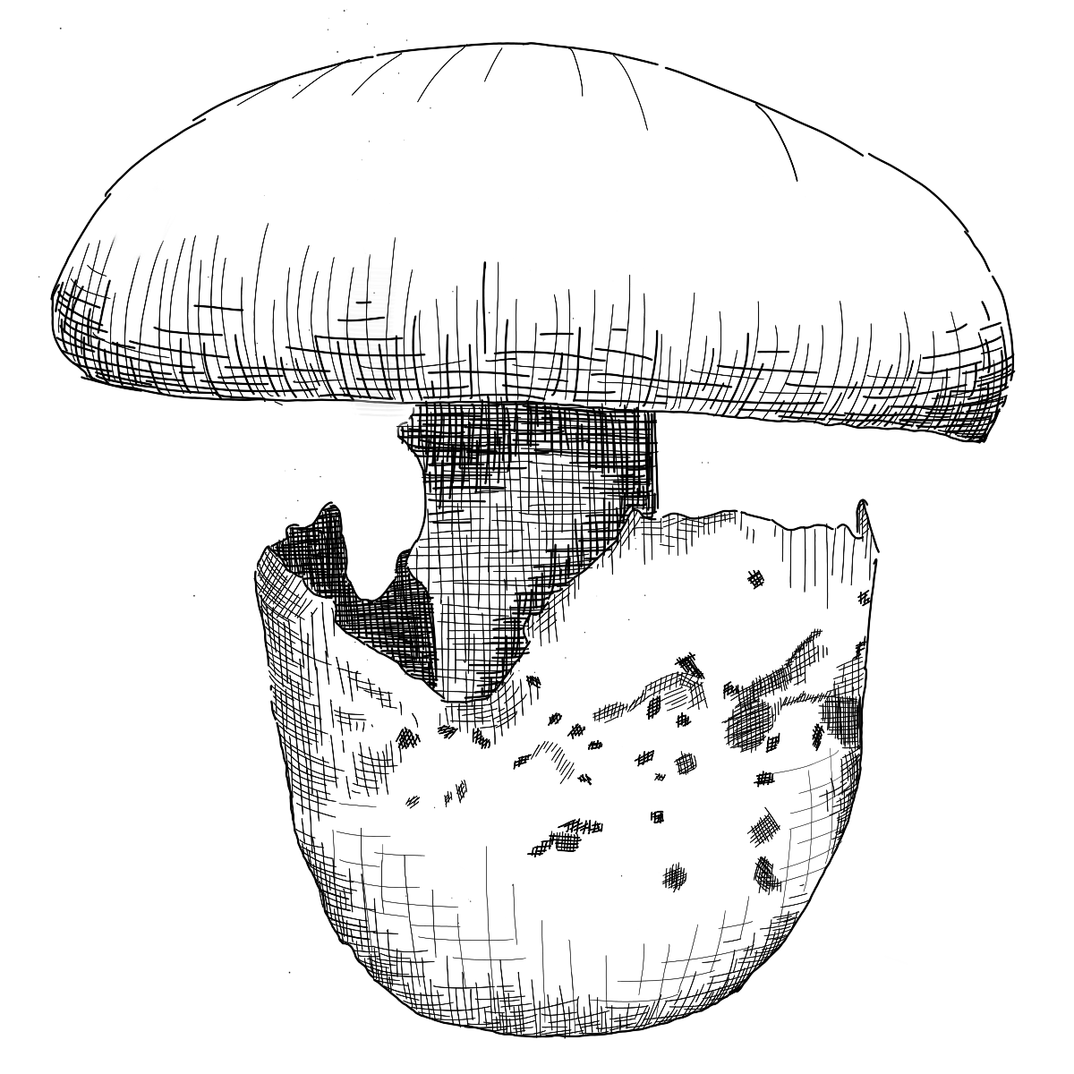 sketch digital illustration Drawing  Mushrooms Fungi fungus Nature