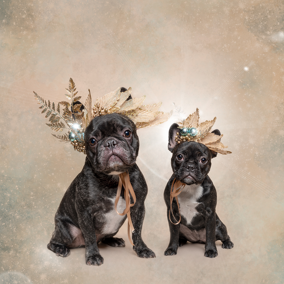 dogs cute Christmas Melbourne Australia Photography  pet photography cats