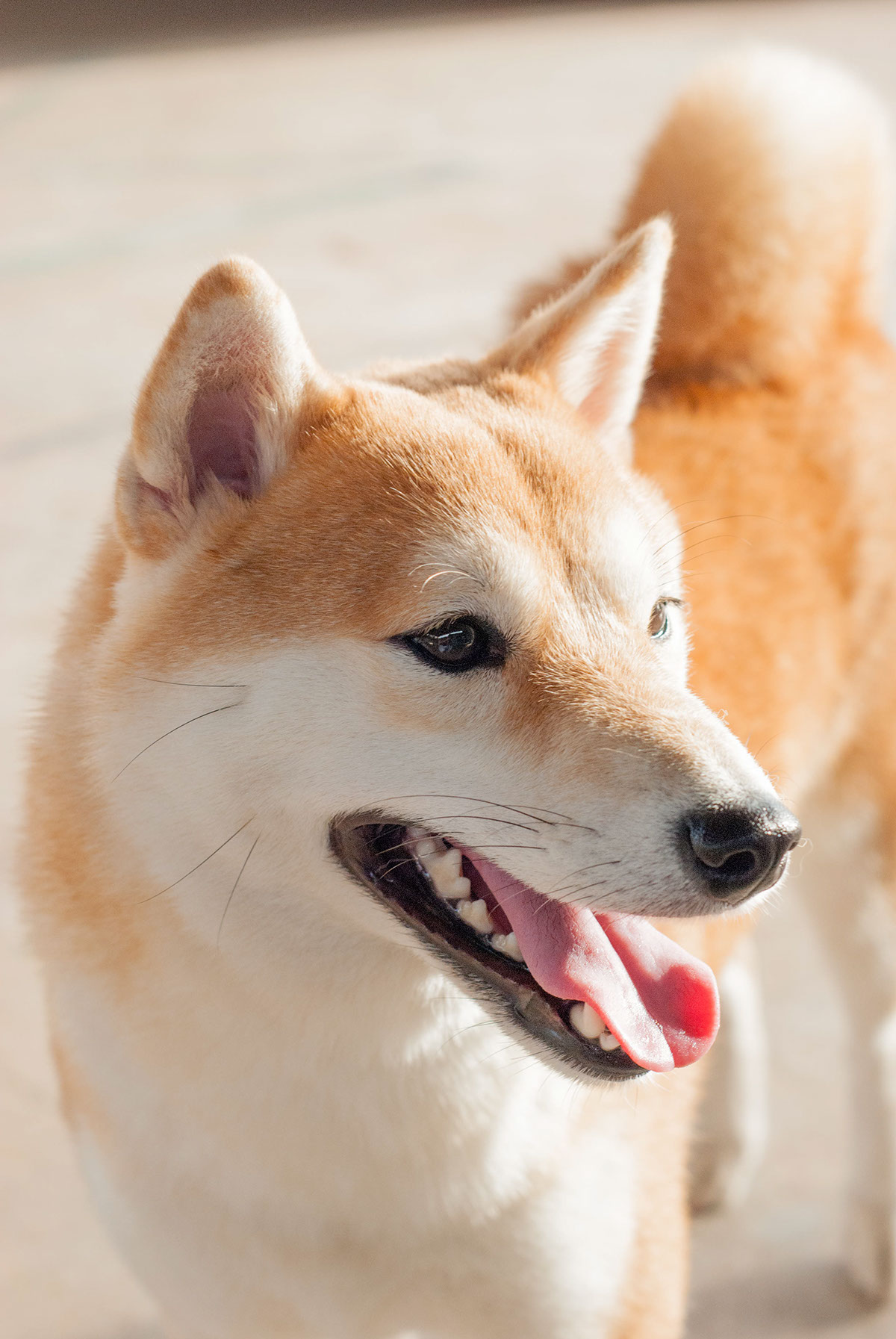 dog Pet shibainu shiba dog canine japanese dog