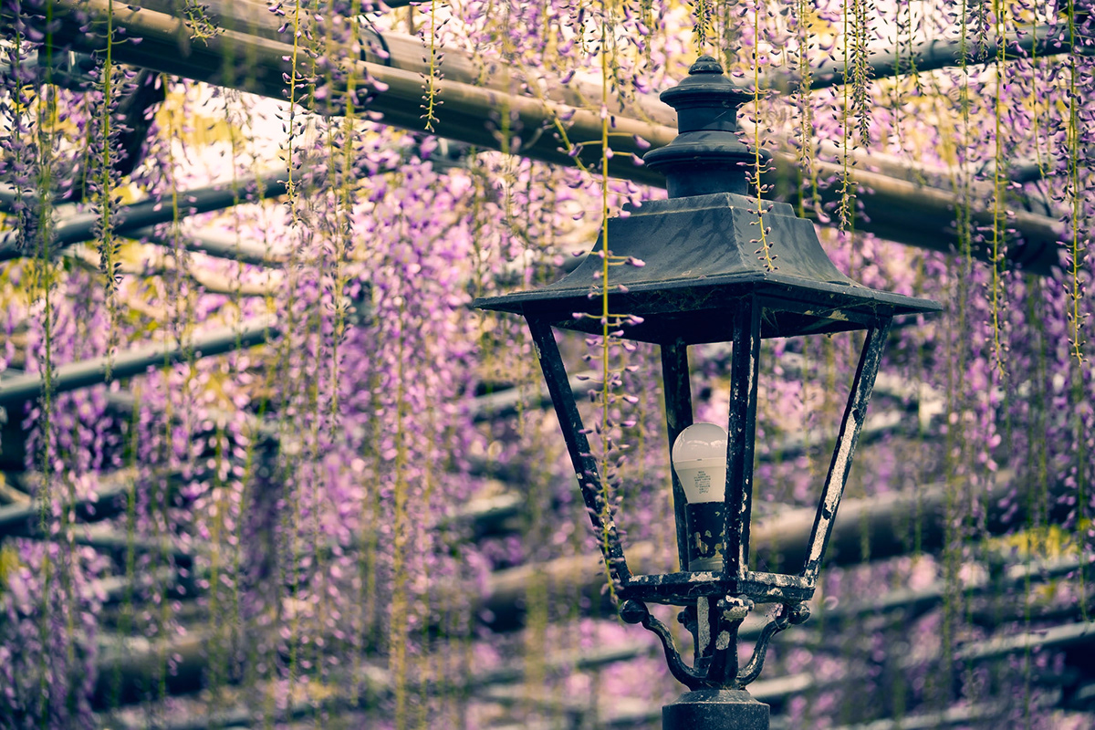 aichi Photography  japan Flowers spring wisteria