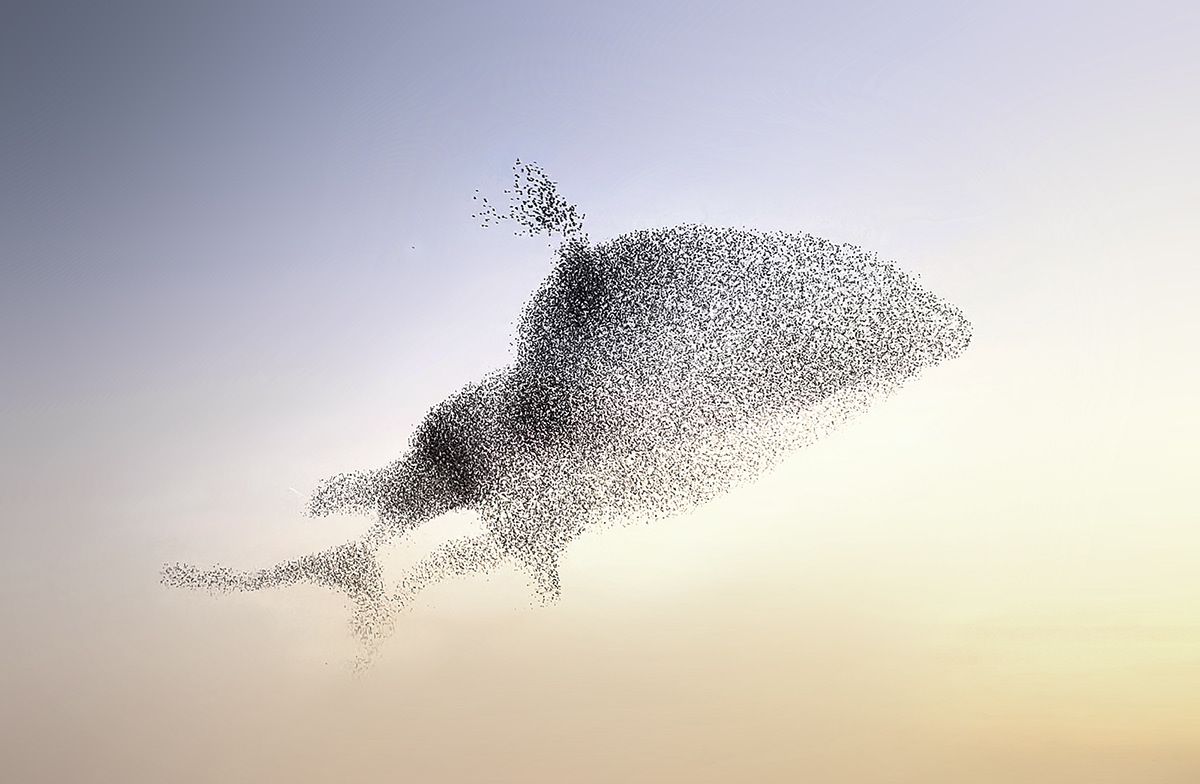 birds earth murmuration Murmurations Nature nature photography Photography  starlings video ShotOniPhone