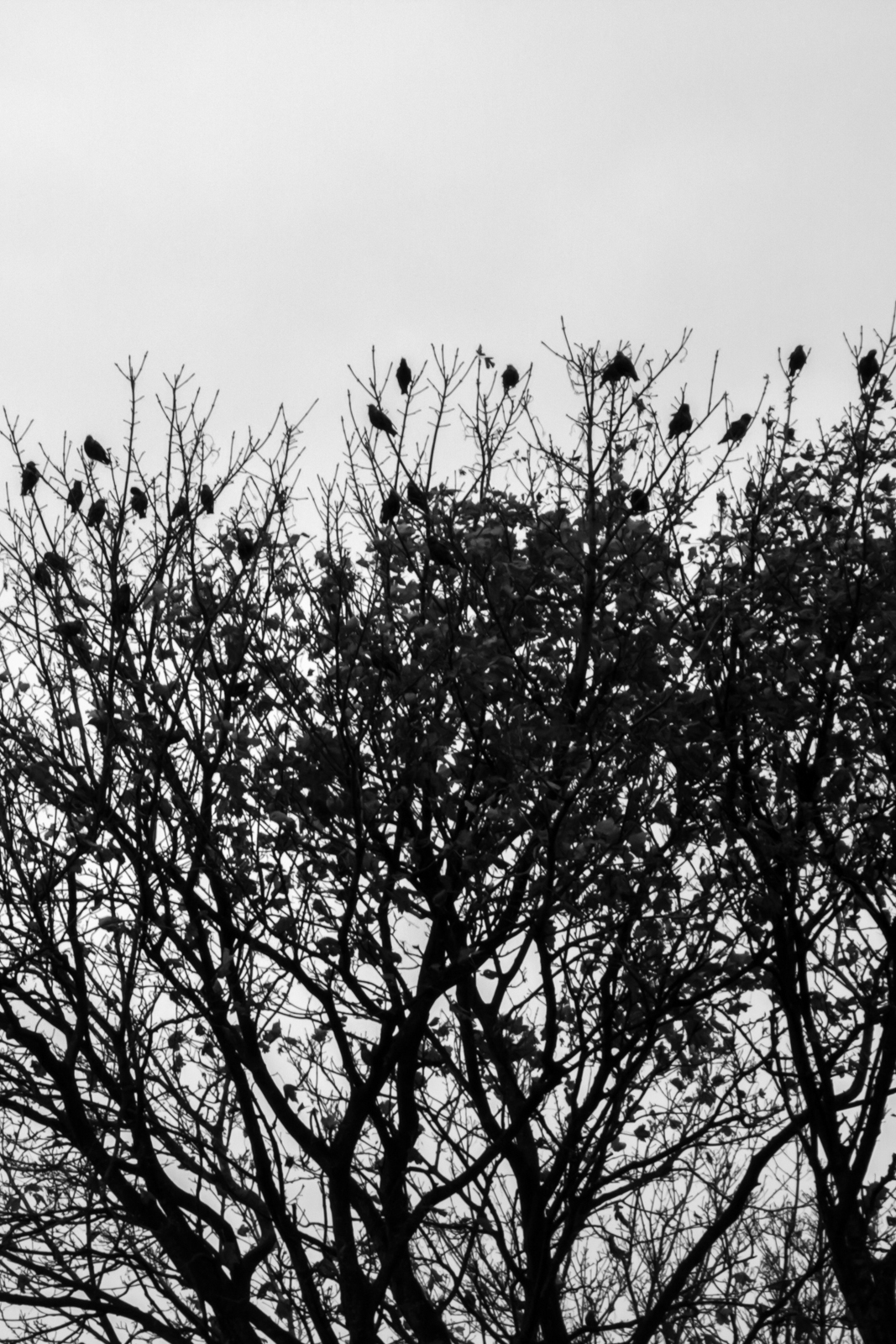 black White bw b&w birds pench Tree  electrical Cable wire