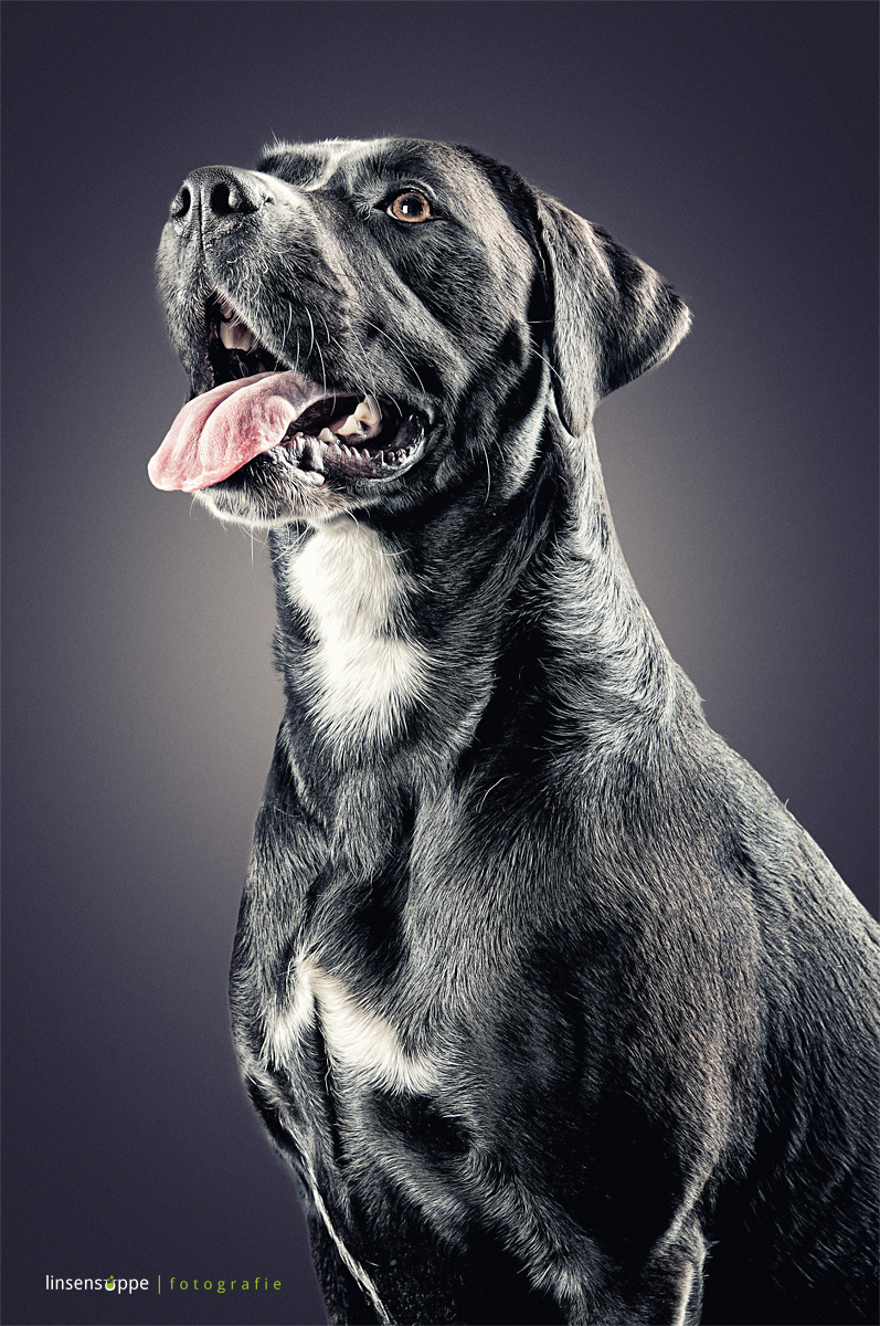 dog  portraits  animal Photography 