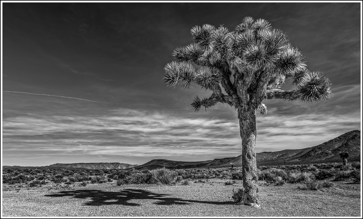 Joshua Tree