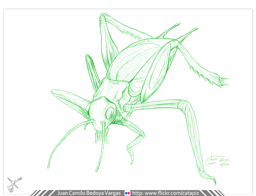 bug insecto photoshop ilustración digital digital illustration painter Grillo tablet