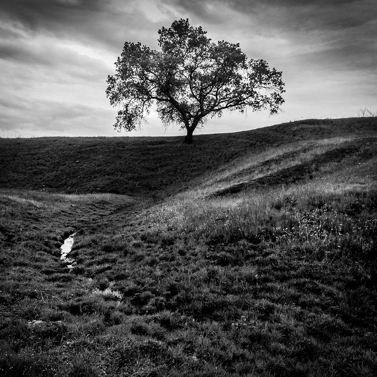 Landscape fine art Nature nathan spotts spotts California monochrome Monochromatic black and white Photography 