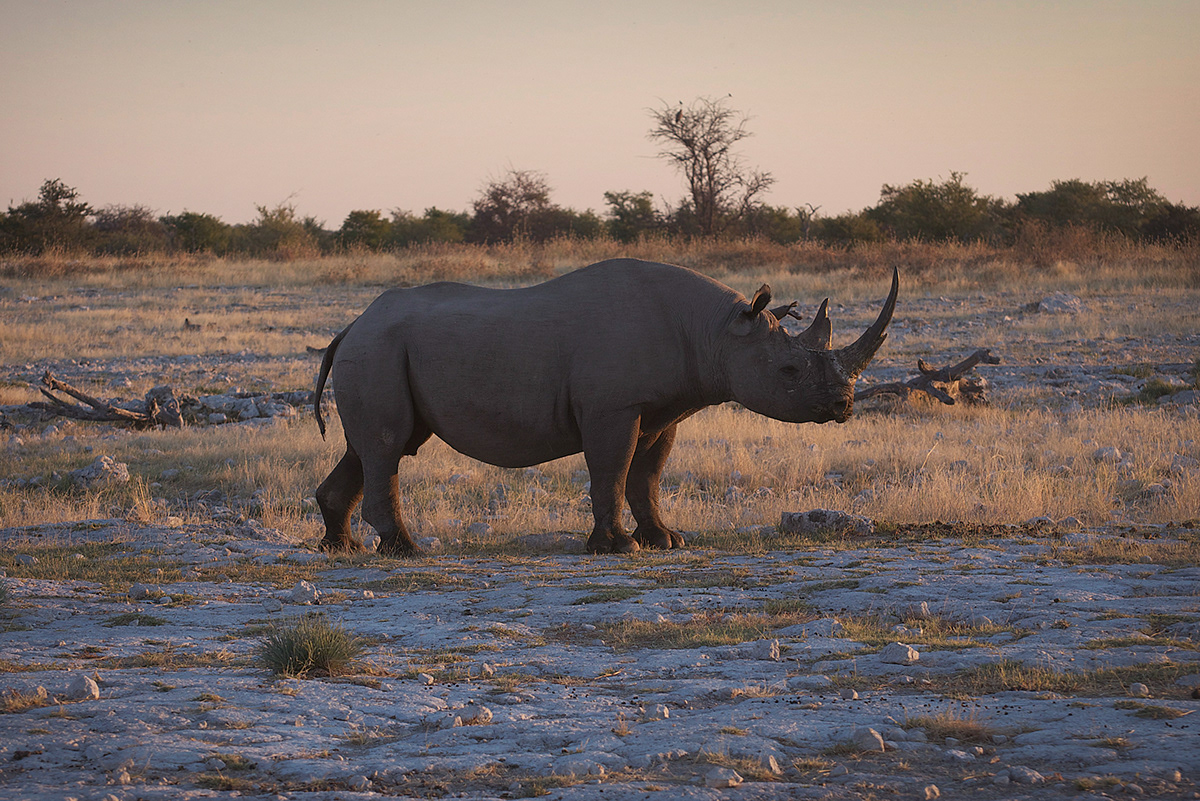 south africa Namibia Botswana Zimbabwe Zambia malawi mozambique landscapes wildlife