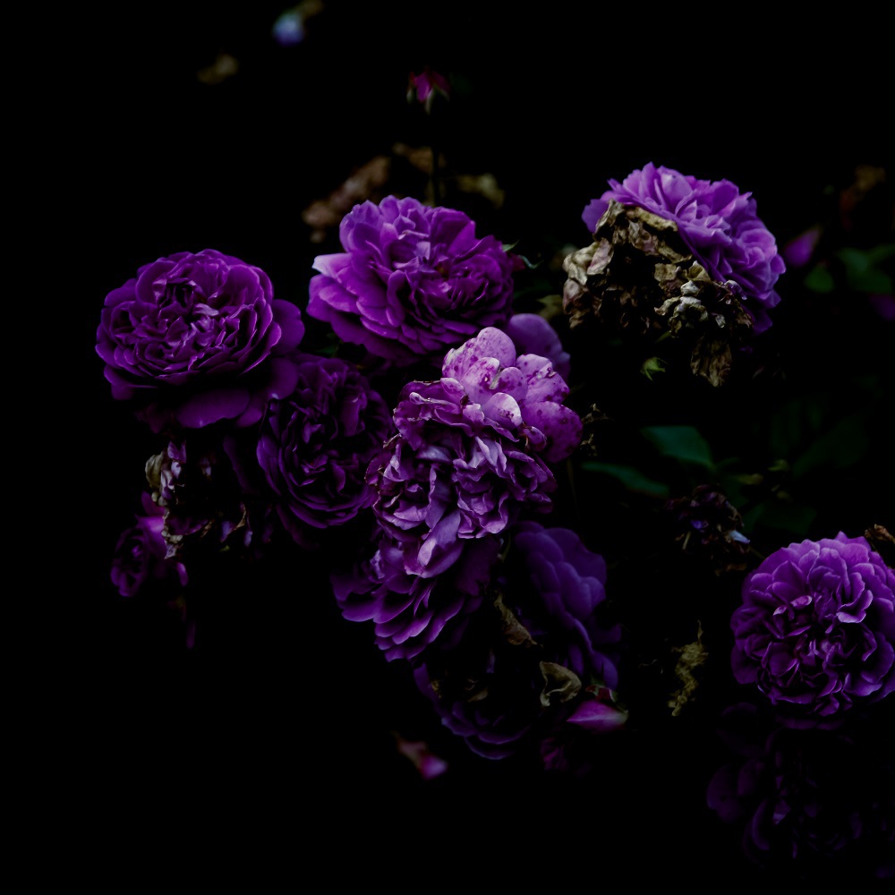 flower black rose dark bloom stylish blossom garden Beautiful