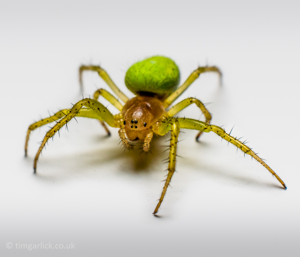 macro wildlife Arachnid spider mite tick animal photo Harvetman