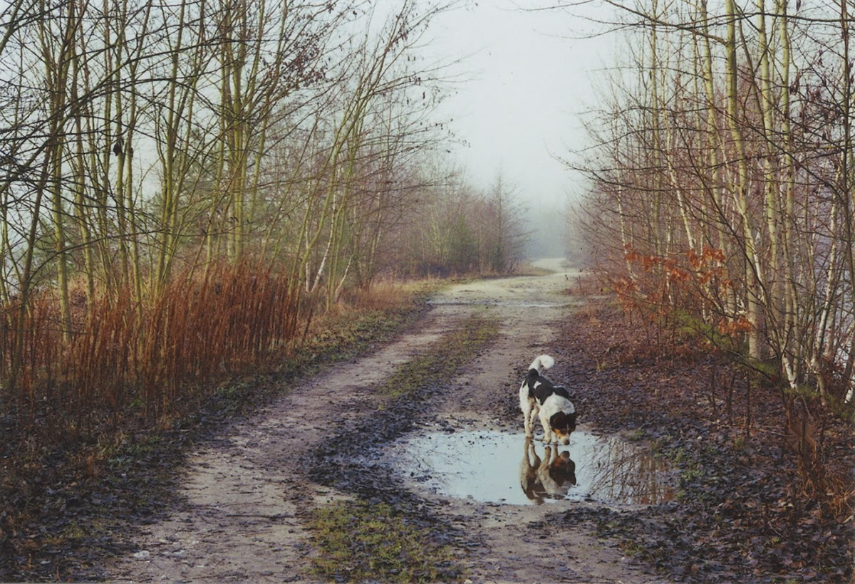 Outdoor Nature Landscape Photography  countryside rural Travel analogue photography dog life with dog
