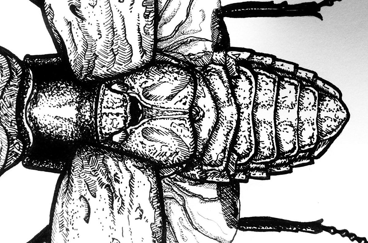scketch beetle ink pen