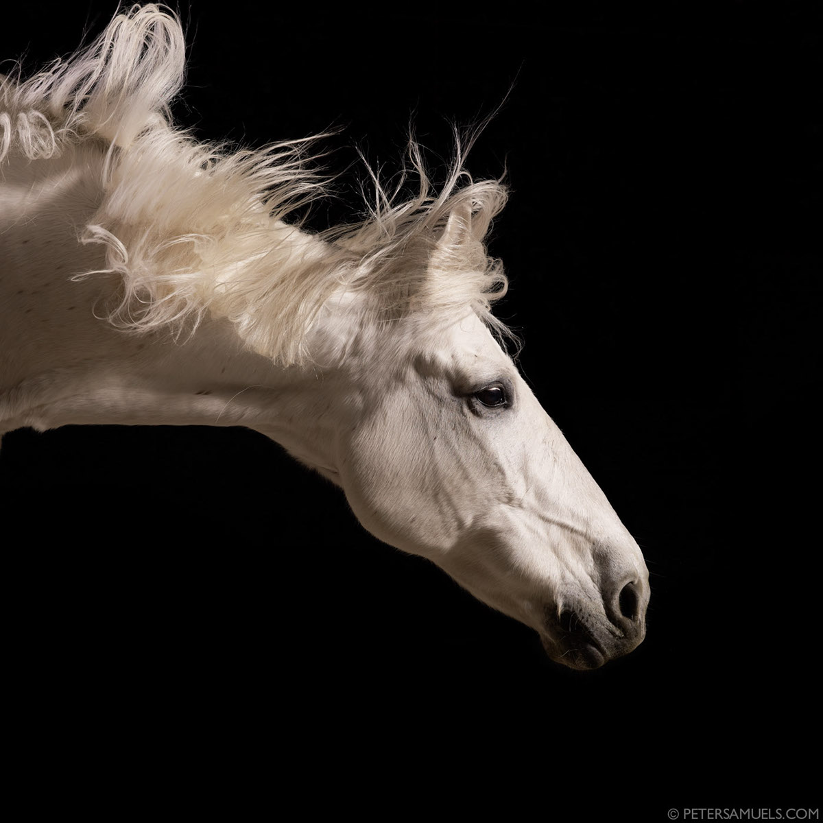 equine  equestrian  Photography  studio  peter samuels horse equestrian studio peter samuels san francisco  bay area
