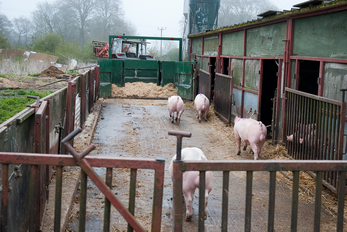 pigs farmer farmers Photoessay photo essay Project Jobs graduate