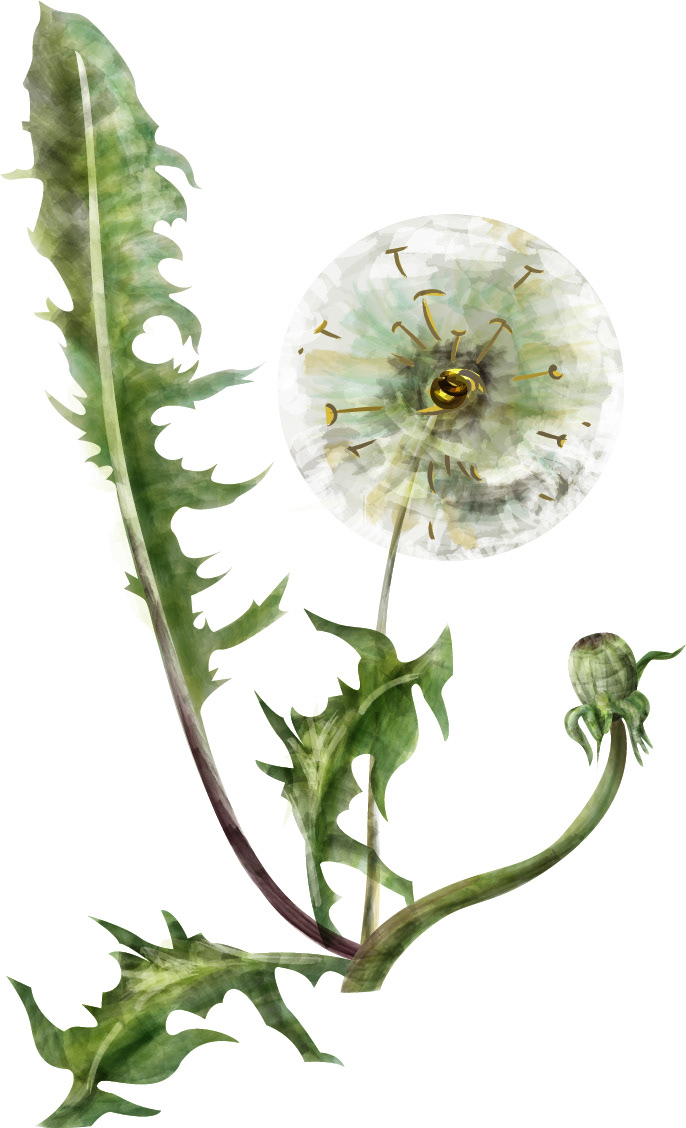 artwork botanical Flowers watercolor акварельная иллюстрация акварельные цветы графический дизайн растения фирменный стиль цветы