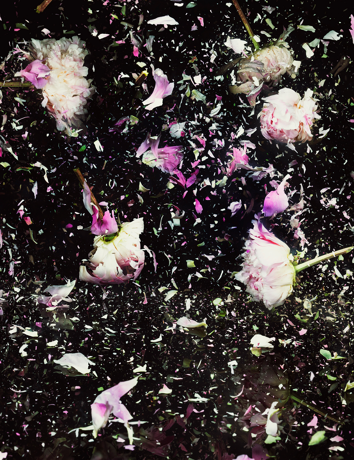 Jonathan Knowles explosions Flowers New York London