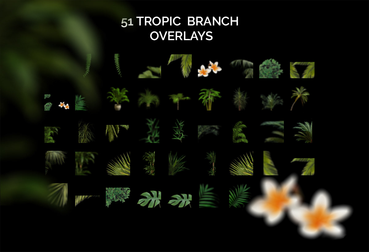 Branch Overlays branches branches clipart photo overlays tree branch Tree Branch Clipart tree branches