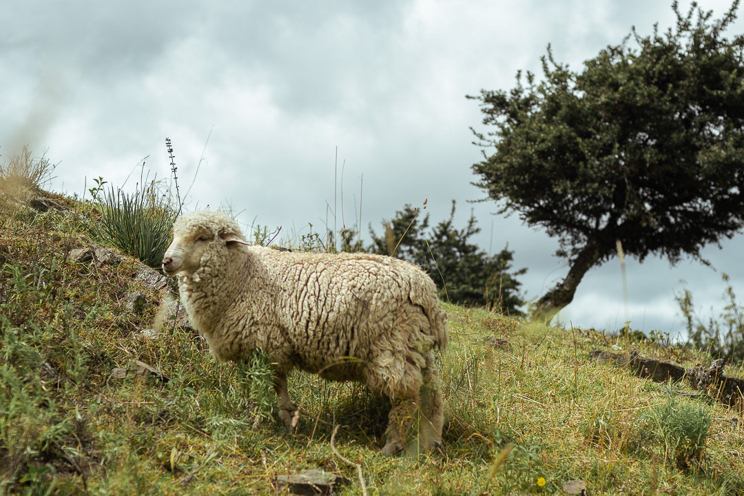 Mountain Nature Travel Landscape Photography  lightroom sheep oveja viajes colombia ColombiaNature