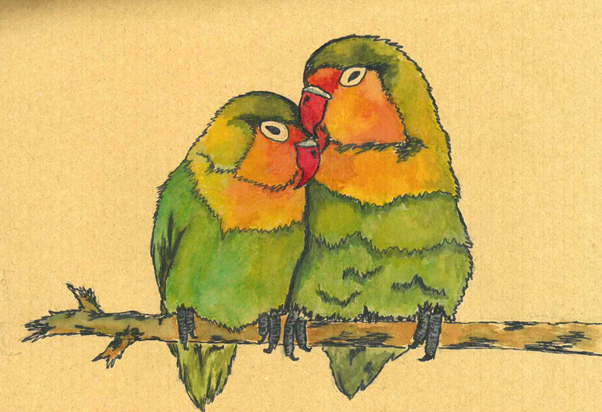 birds watercolour sketchbook pen colour illustrations