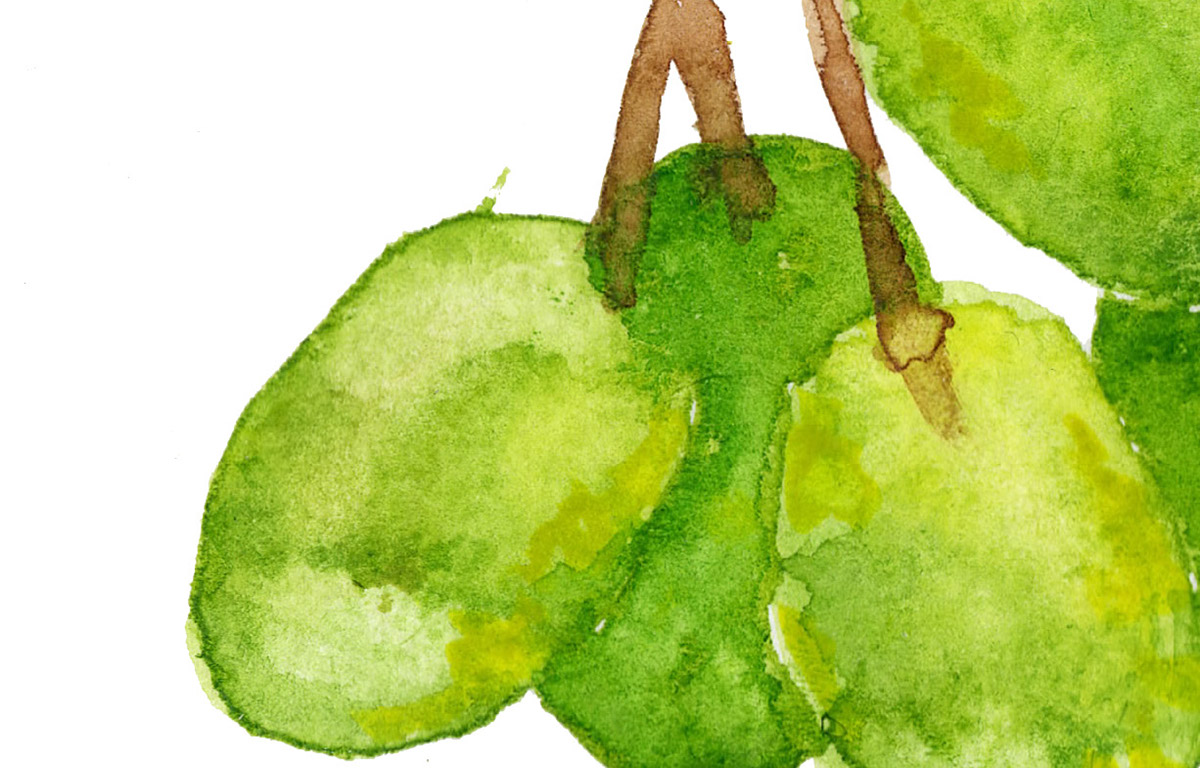 grape watercolor lemon pomgranate Fruit Sweden student ILLUSTRATION  watercolor illustration