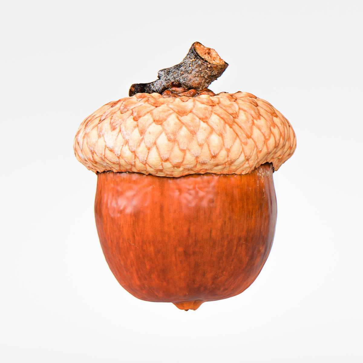 3D acorn CGI model Photogrammetry realistic scan