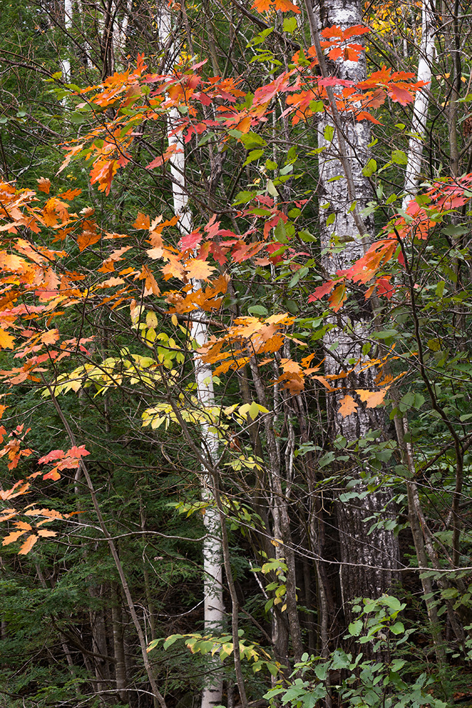 Appalachian Mountains The Appalachians Nature trees forest wilderness Fall autumn foliage