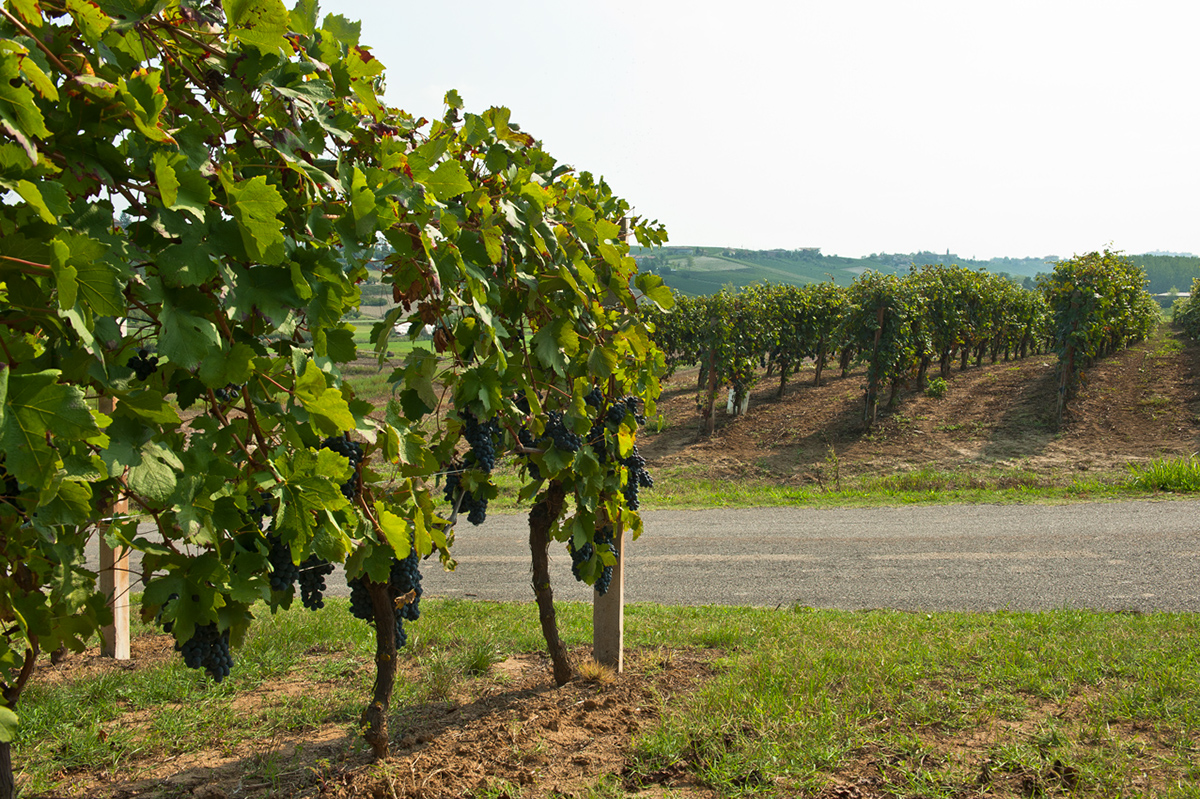 digital photo postcards Landescape vineyard wine the paludo