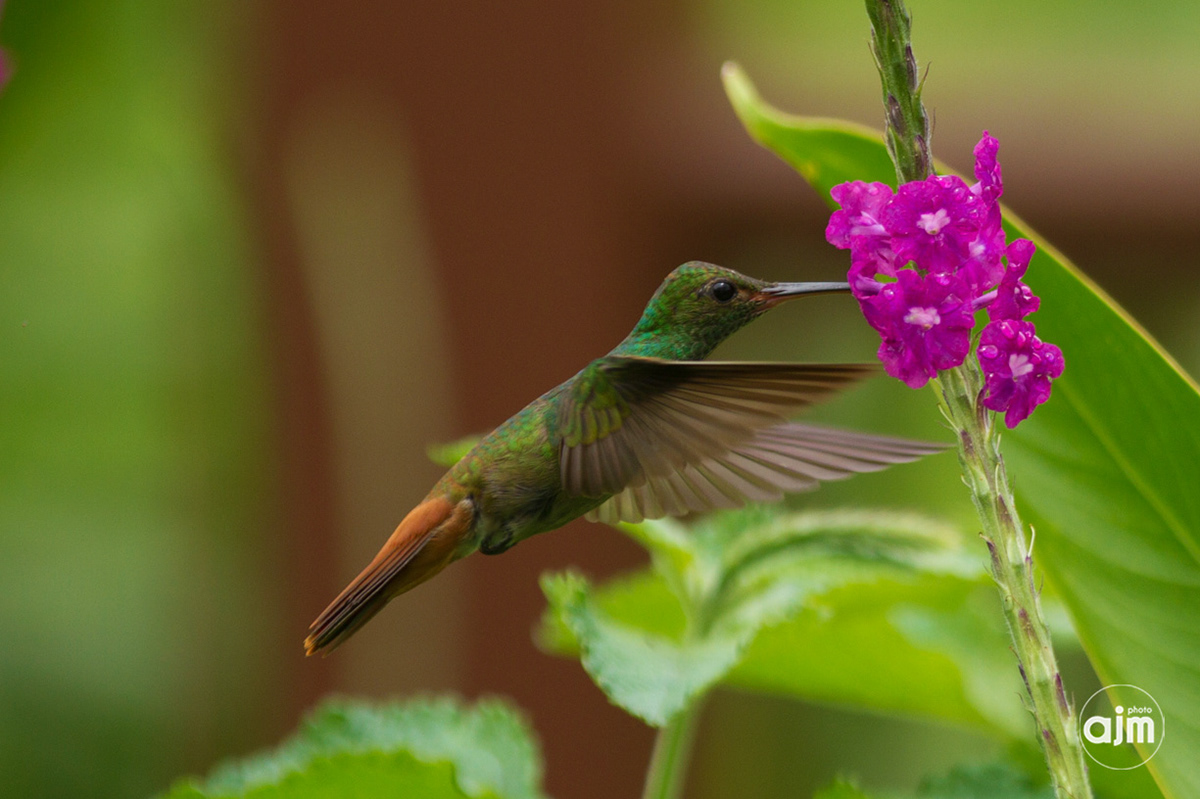 colibri birds aves pajaros Nature naturaleza