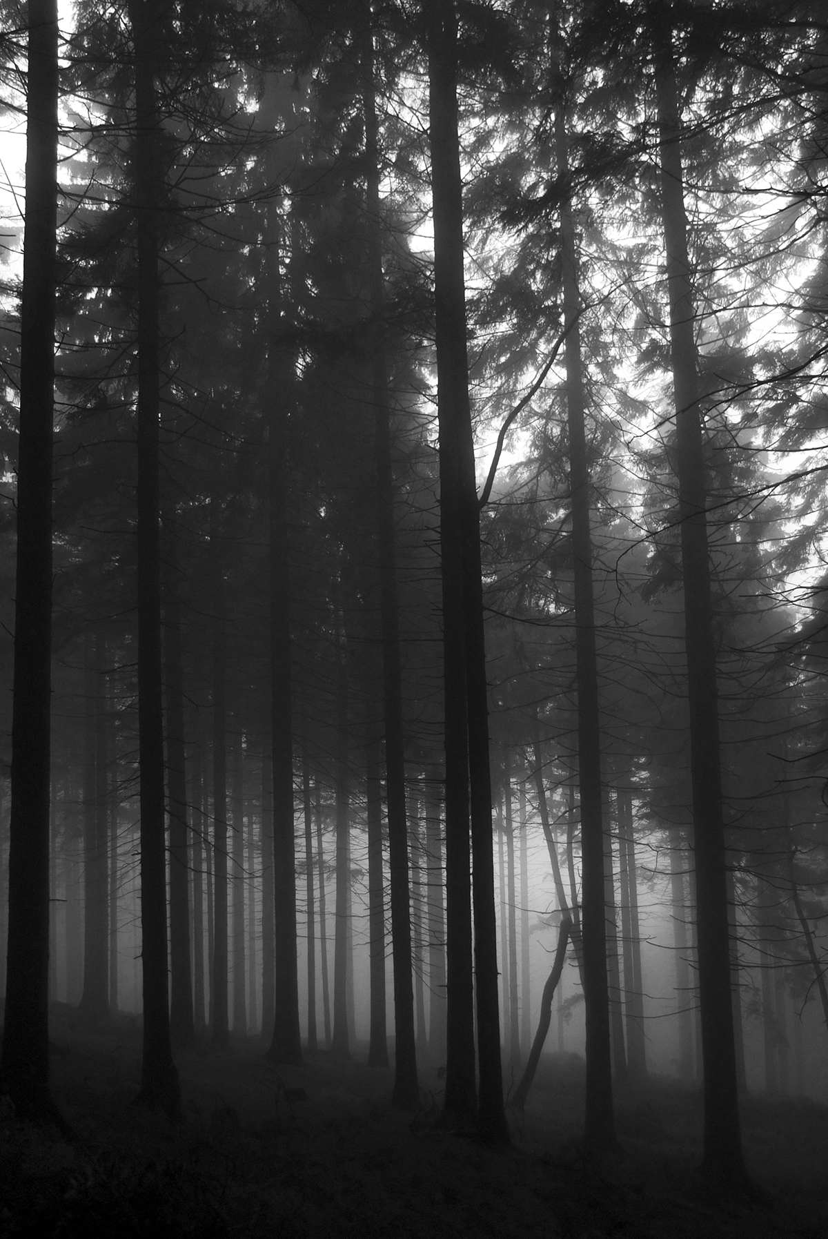 foggy forest Landscape Nature Tree 