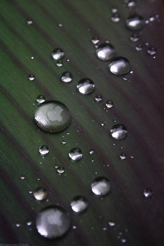 drops droplets droplet water wave milk Liquid strawberry still life FREEZE