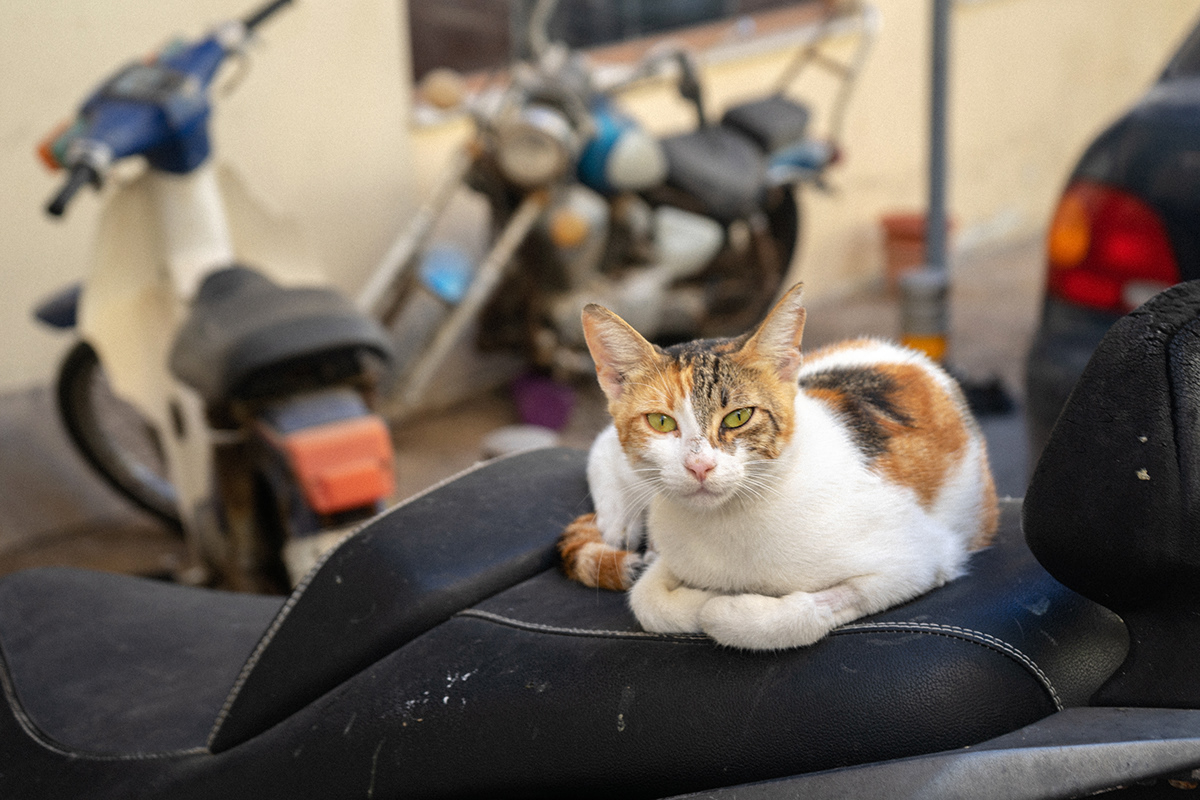 Cat likes motorcycles