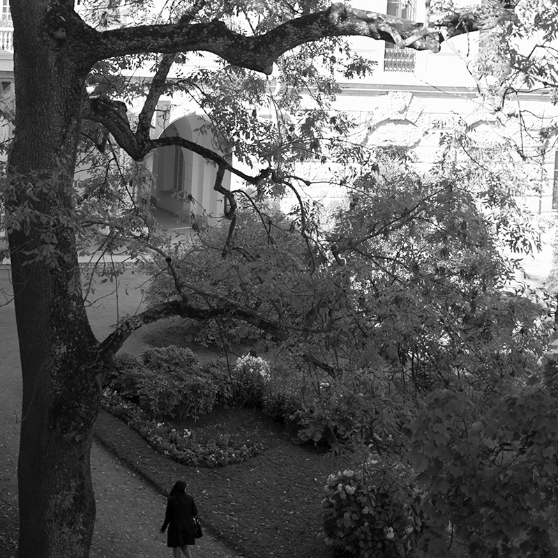Saint Petersburg black and white Shadows Park trees foliage branches people Window water SKY trace plane