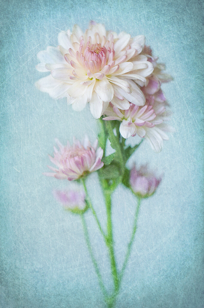 flower floral Photography  texture photoshop