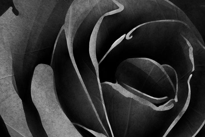 fabric rose black White