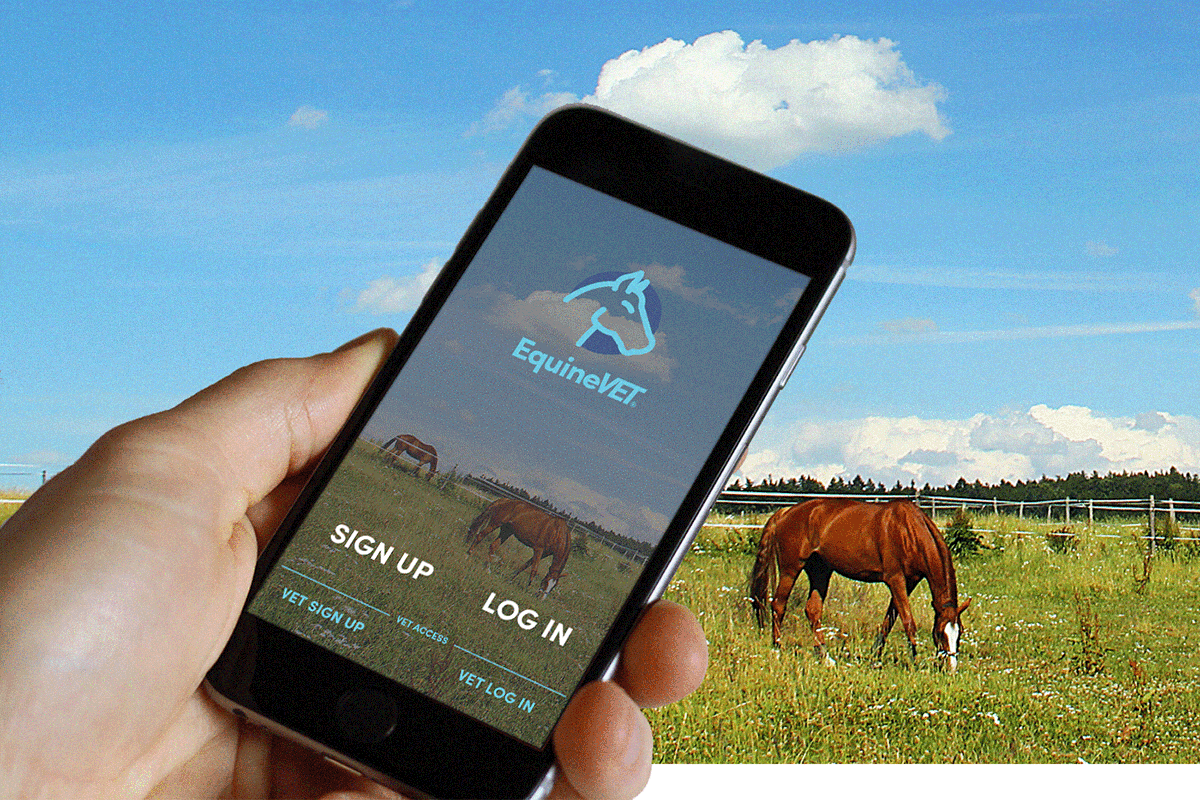 ux UI ux/ui equine horse horses horse app equine app iphone mobile app design application cell phone app user design user interface