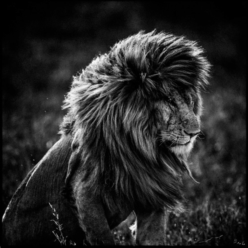 Nature wildlife africainblackandwhite bandw lion n&b
