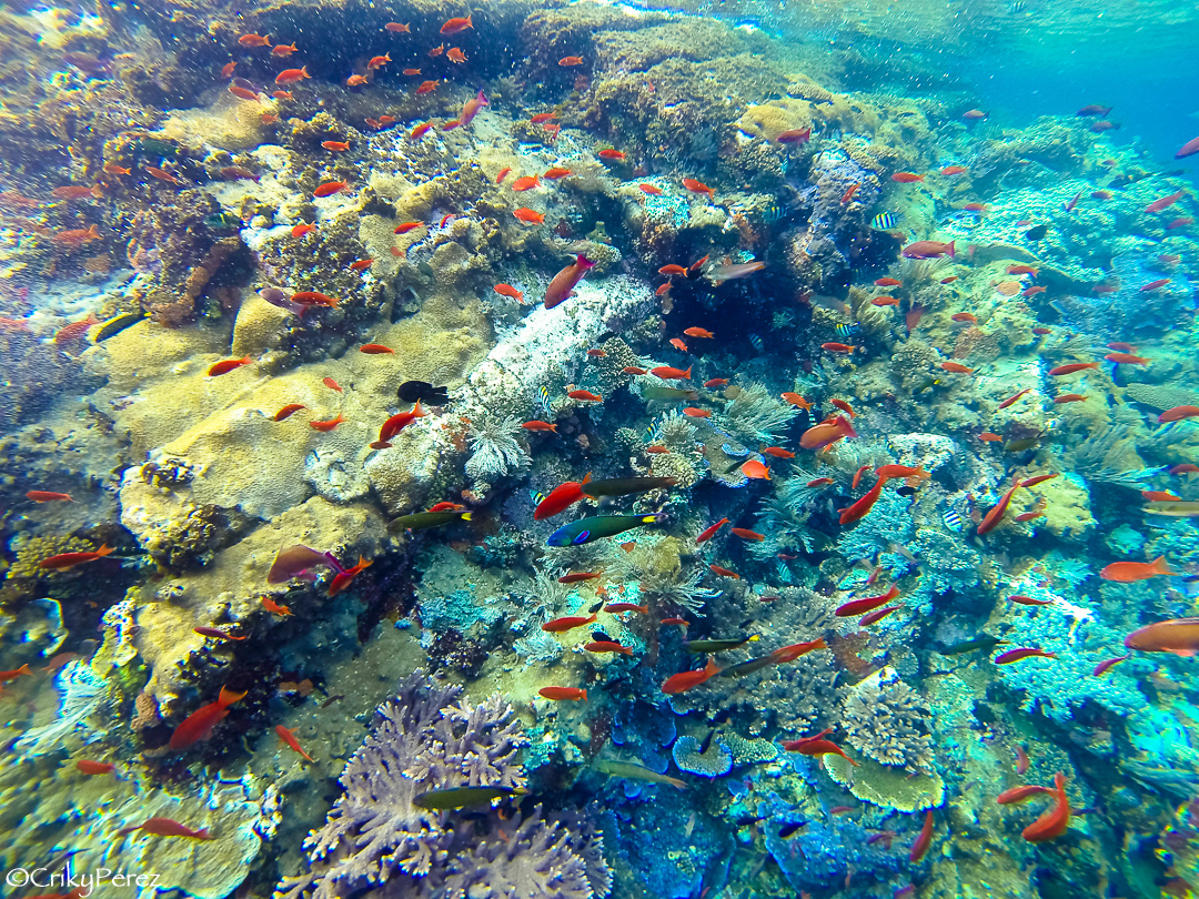 indonesia gopro underwater Mar de Flores Laut Flores Isla de Flores Kanawa komodo Parque Nacional Komodo Batu Bolong Manta Point