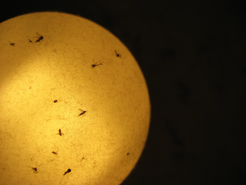 little still life relative sun Malcolmo Marco Tavolaro Lamp dead mosquito