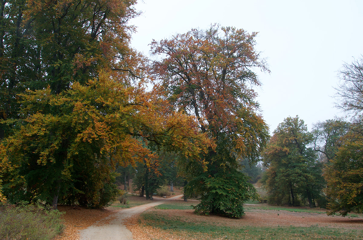 Schlosspark babelsberg potsdam germany Deutschland fotografie autum
