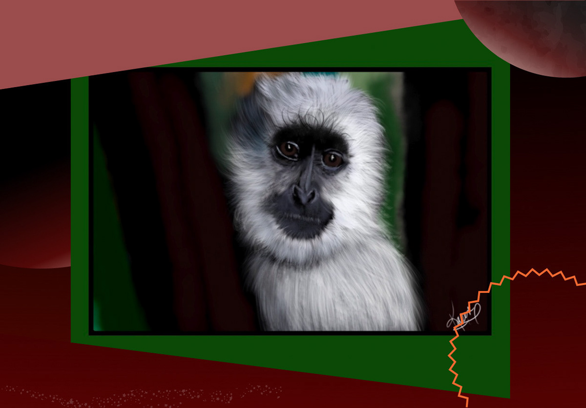Digital Art  digital painting Drawing  illustrations animals monkeys grey langur