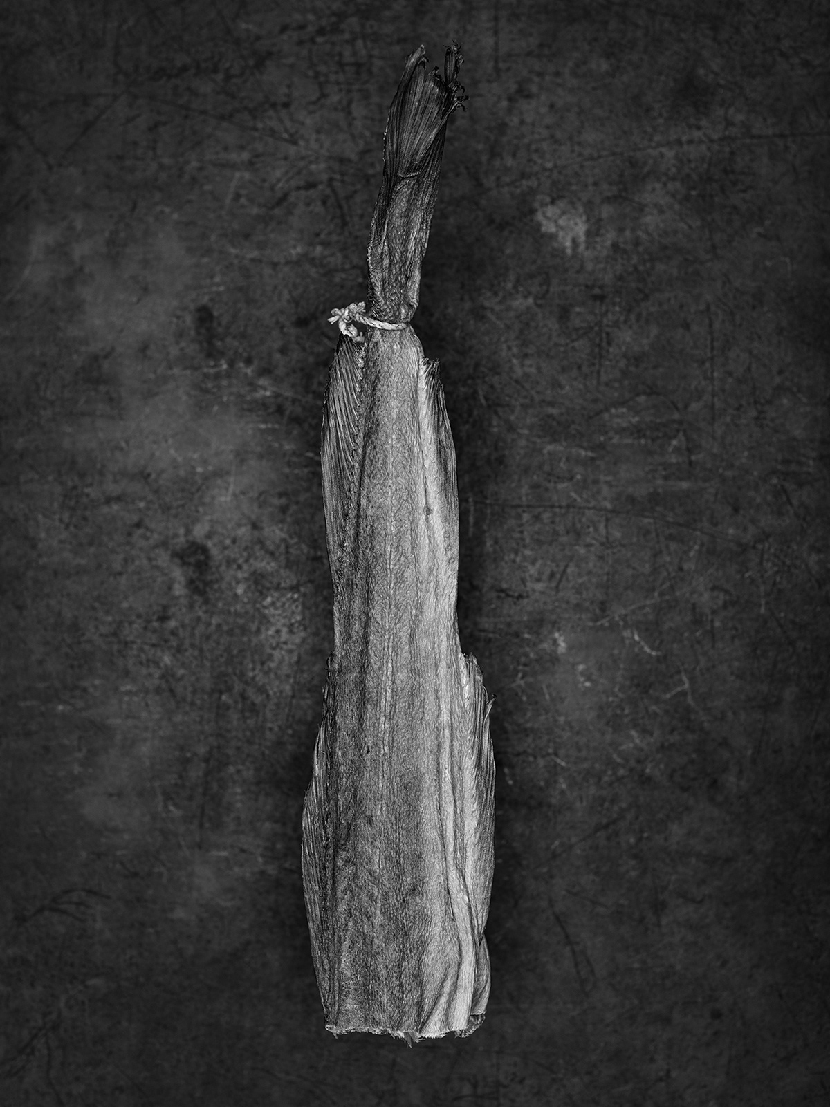 b&w bones fine art photography fish memento mori shell skull snail still life