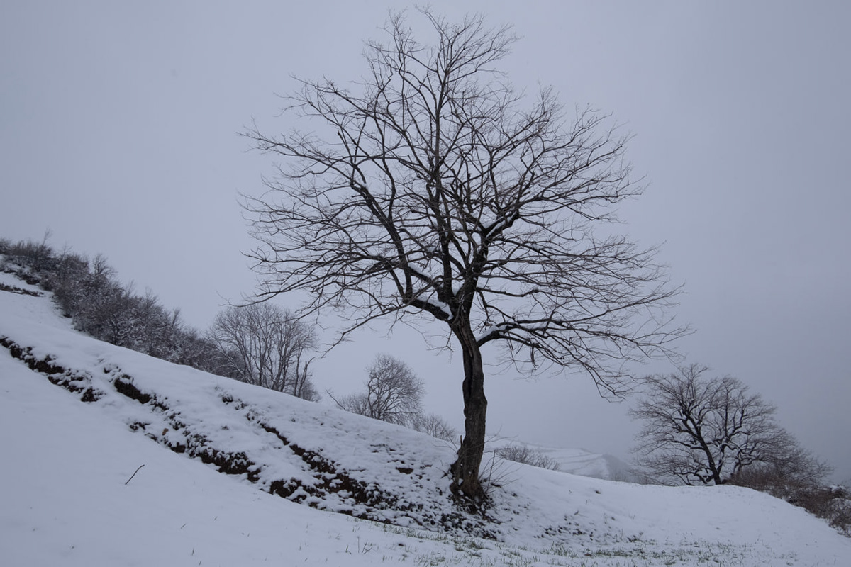 snow Nature Landscape photographer Tree  art Iran fuji film