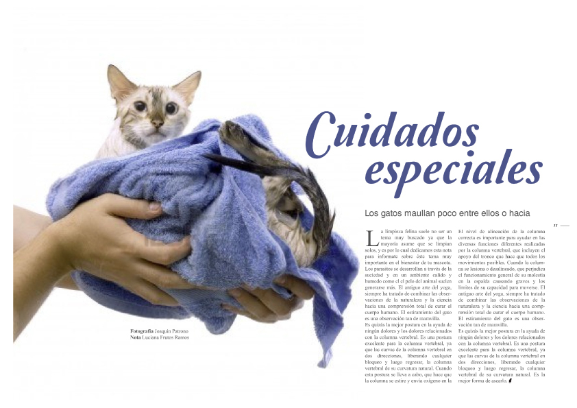 cats magazine grid editorial design print